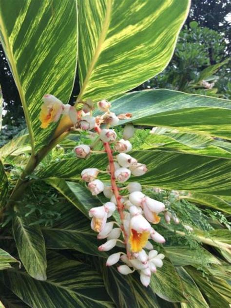 花葉萬年青開花|萬年青開花好嗎，萬年青開花預兆什麼